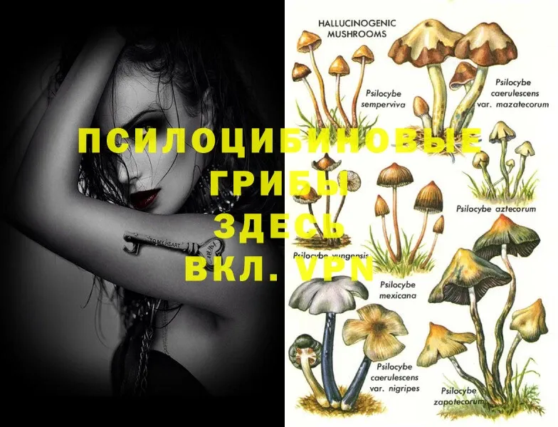 blacksprut ONION  Майкоп  Галлюциногенные грибы Psilocybe 